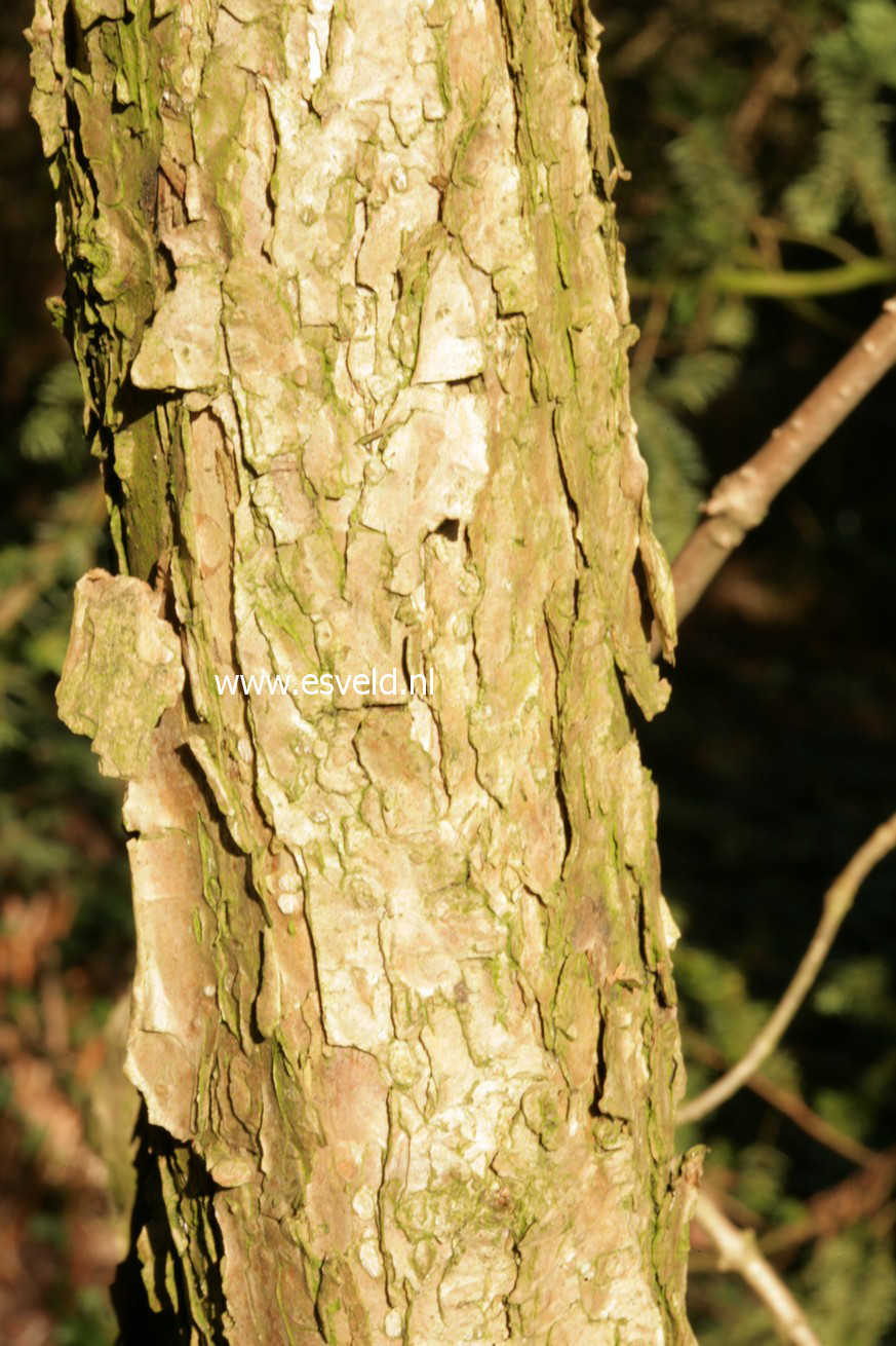 Hydrangea 'Nepal Beauty'