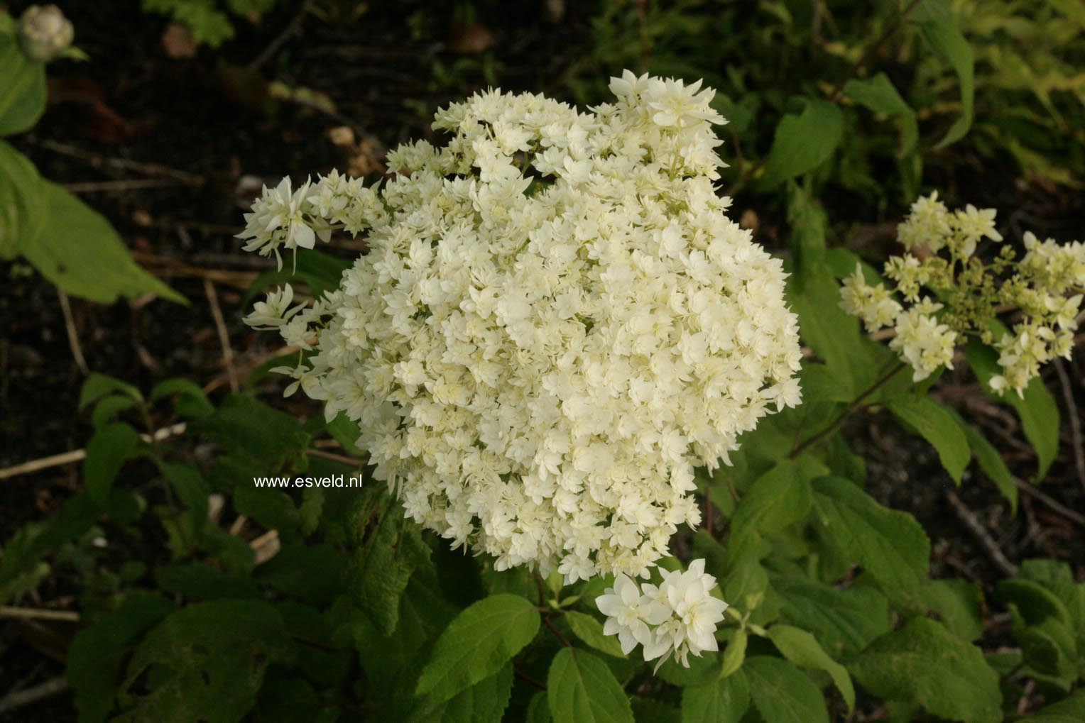 Hydrangea arborescens 'Hayes Starburst' (HOVARIA)