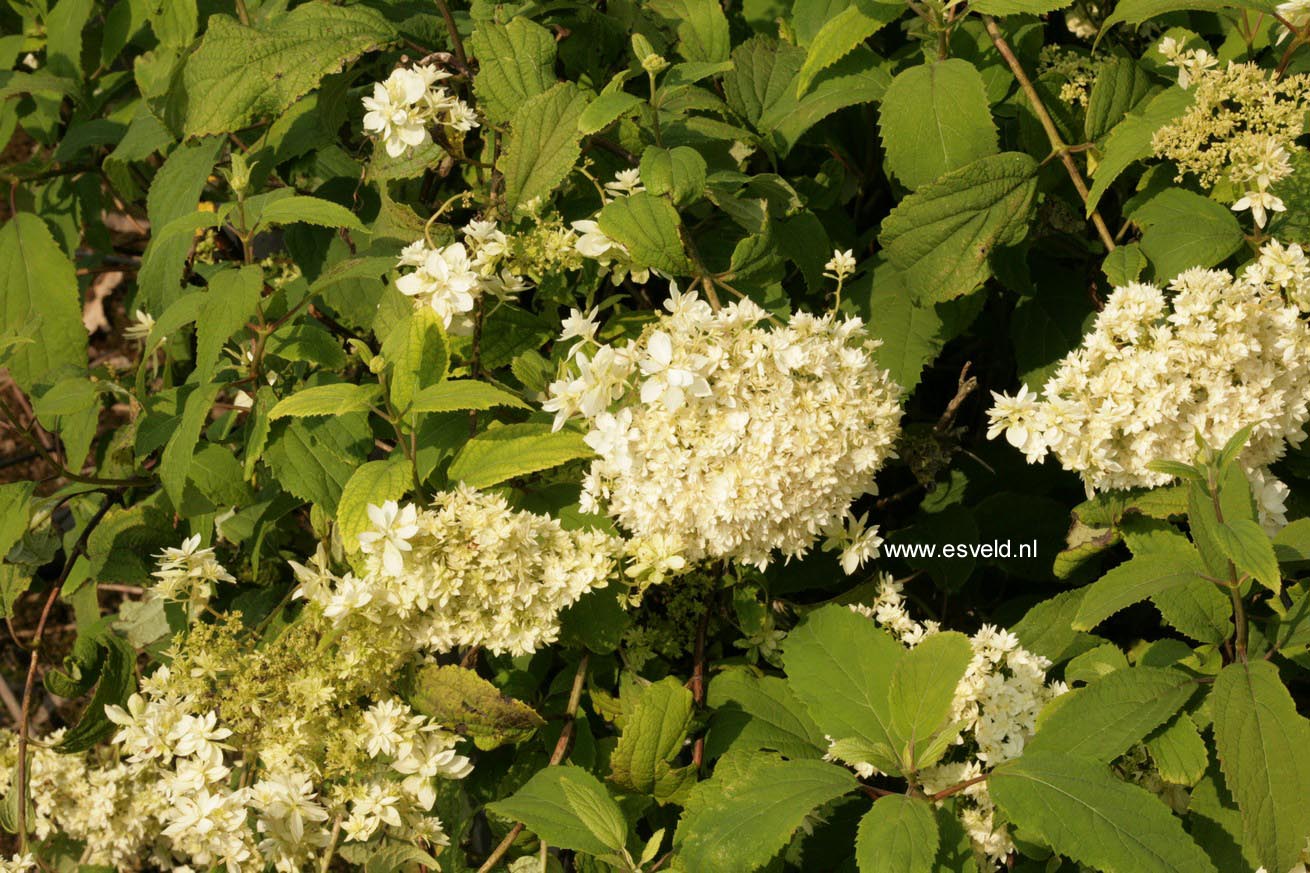 Hydrangea arborescens 'Puffed Green'