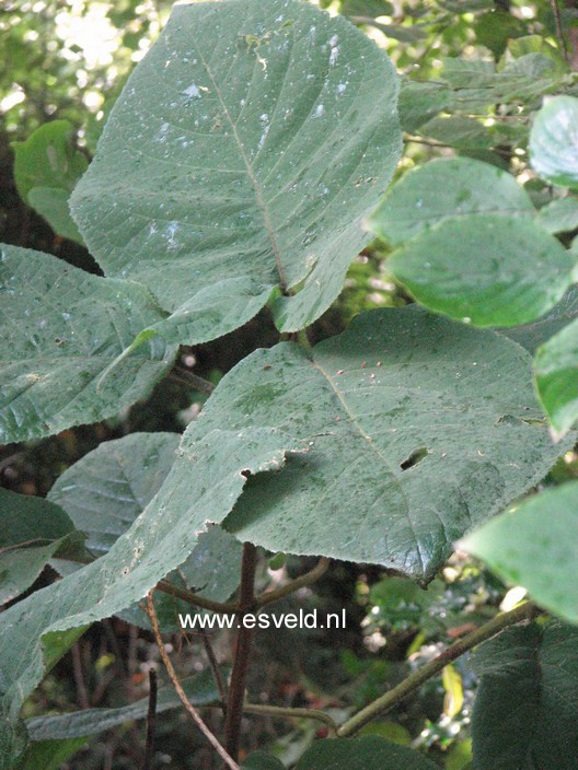 Hydrangea aspera 'Bellevue'