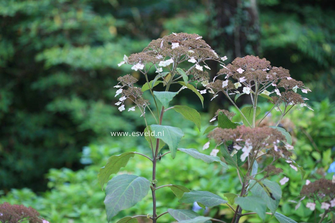 Hydrangea aspera 'Pink Cloud'