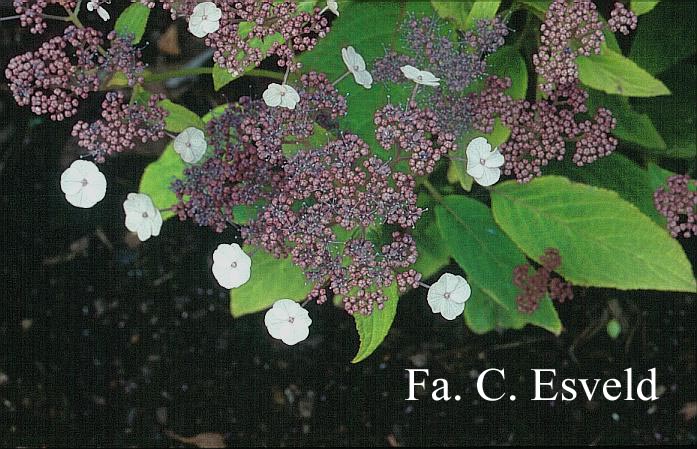 Hydrangea aspera robusta