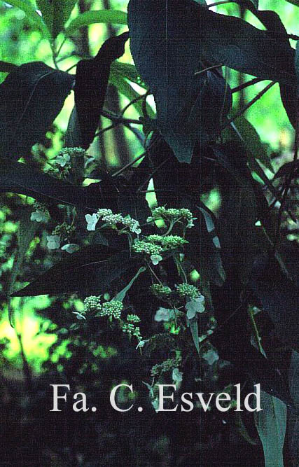 Hydrangea aspera strigosa