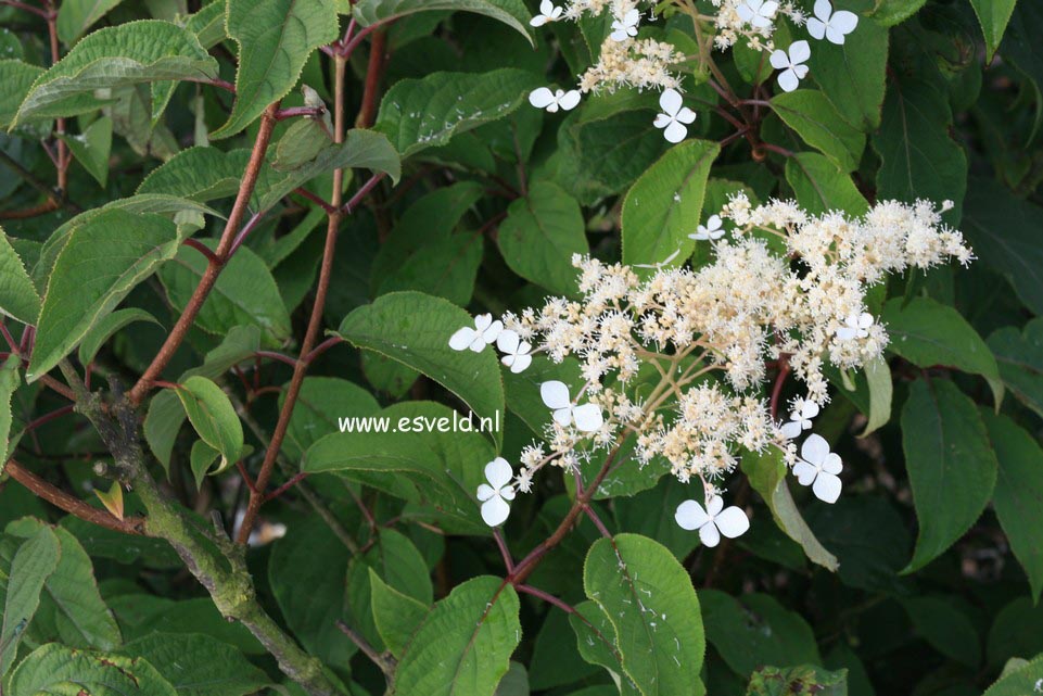 Hydrangea heteromalla 'Kalmthout'