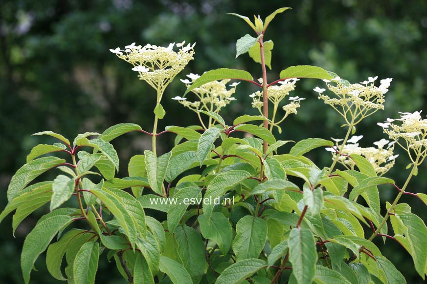 Hydrangea heteromalla 'Long White'