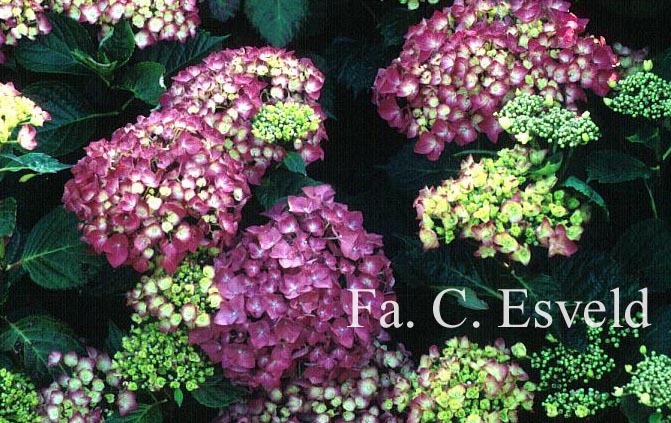 Hydrangea macrophylla 'Ami Pasquier'