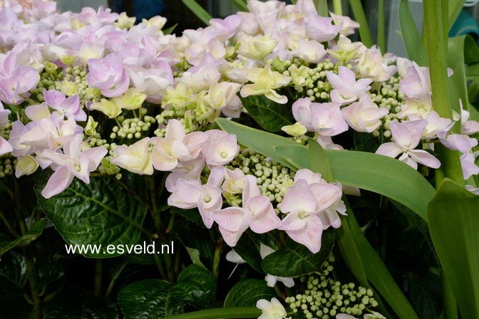 Hydrangea macrophylla 'Beijing'