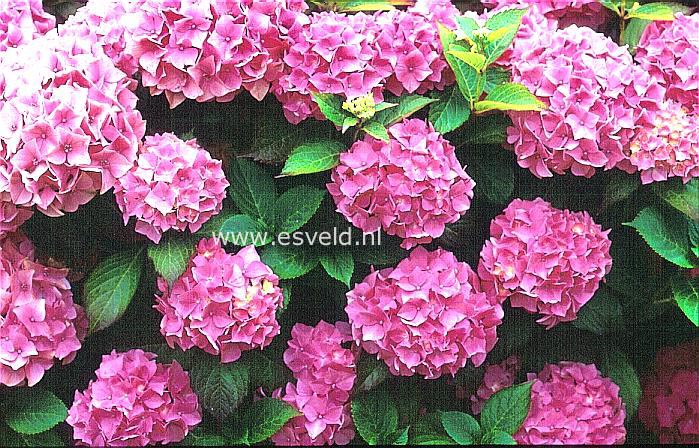 Hydrangea macrophylla 'Brilliant'