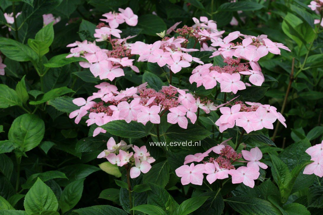 Hydrangea macrophylla 'Dr. Jean Varnier'
