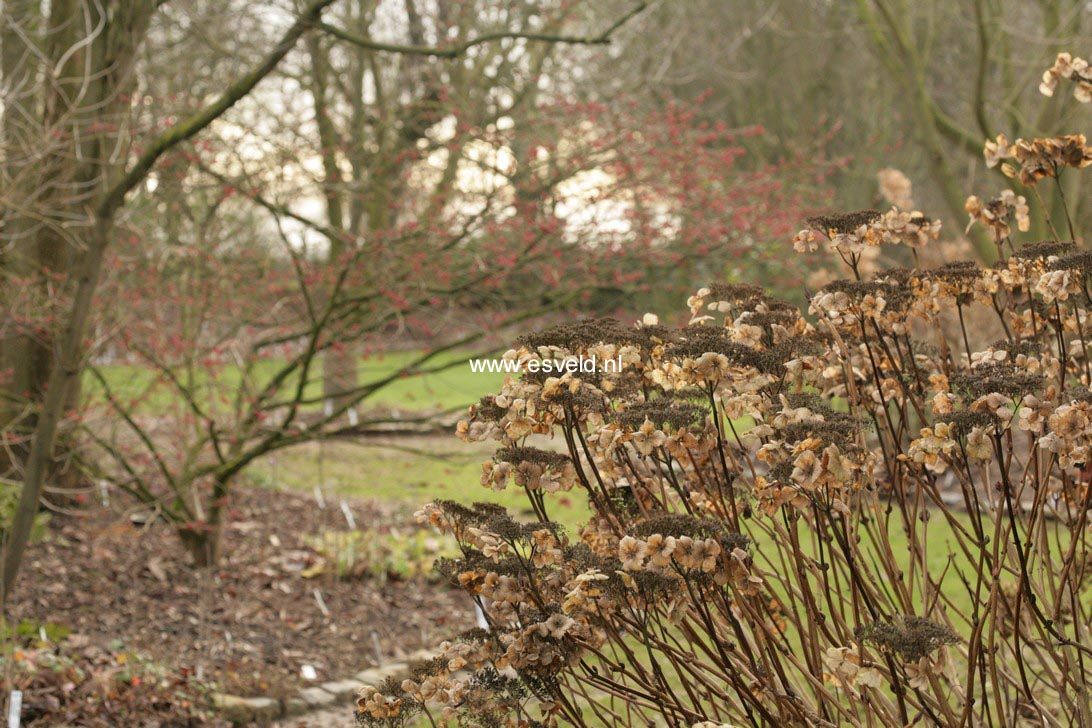 Hydrangea macrophylla 'Eisvogel'