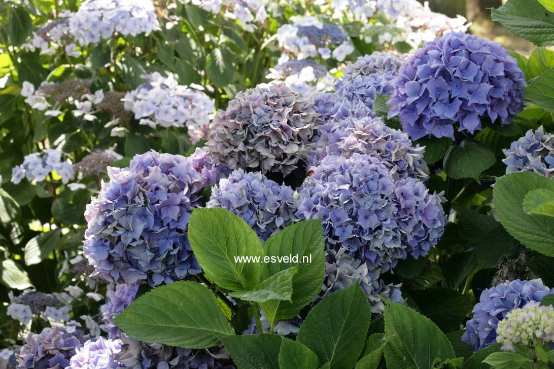 Hydrangea macrophylla 'Floralia'