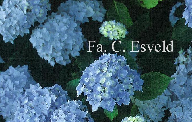 Hydrangea macrophylla 'Frillibeth'