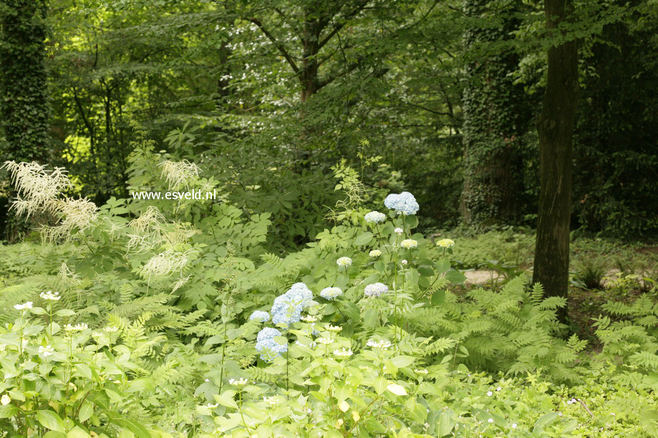 Hydrangea macrophylla 'Generale Vicomtesse de Vibraye'