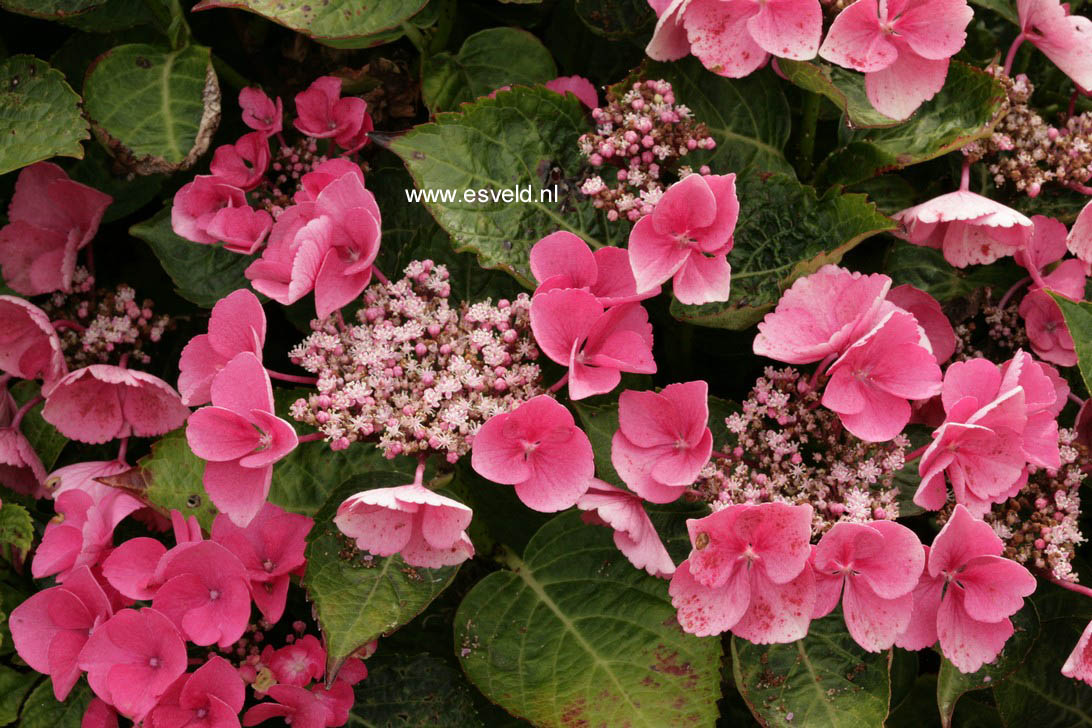 Hydrangea macrophylla 'Gimpel'