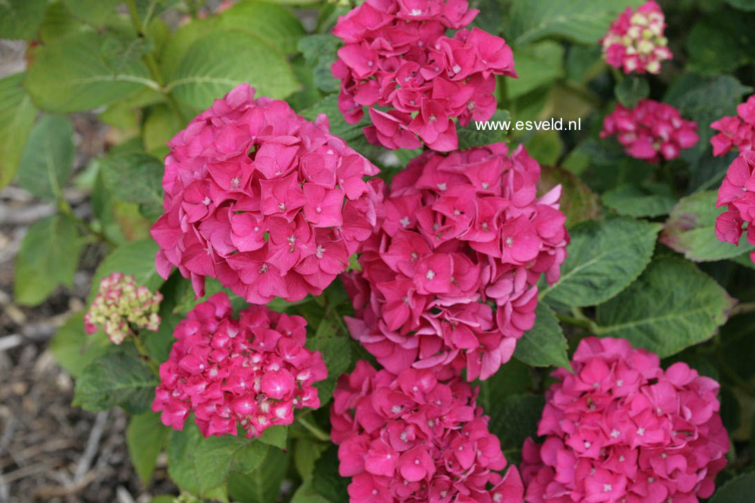 Hydrangea macrophylla 'Harry's Red'