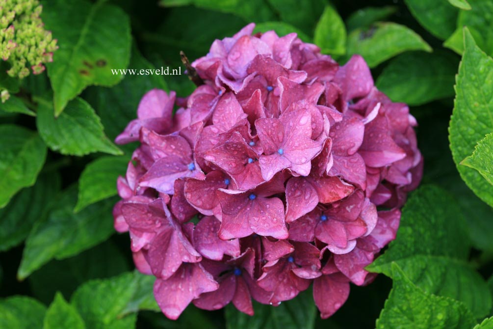 Hydrangea macrophylla 'Hobergine' (HOVARIA)