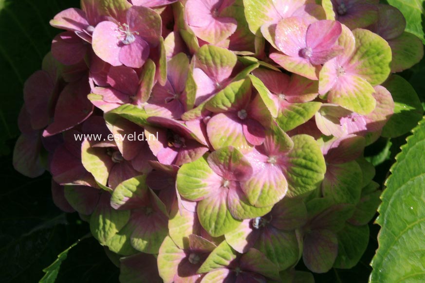 Hydrangea macrophylla 'Hokomathyst' (MAGICAL AMETHYST)