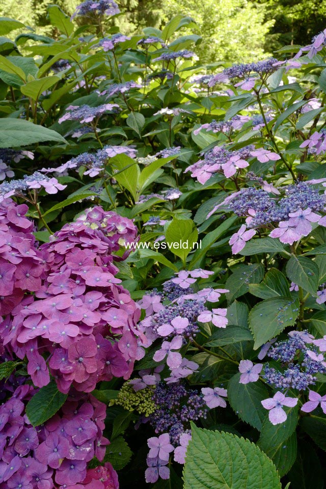 Hydrangea macrophylla 'Holehird Purple'