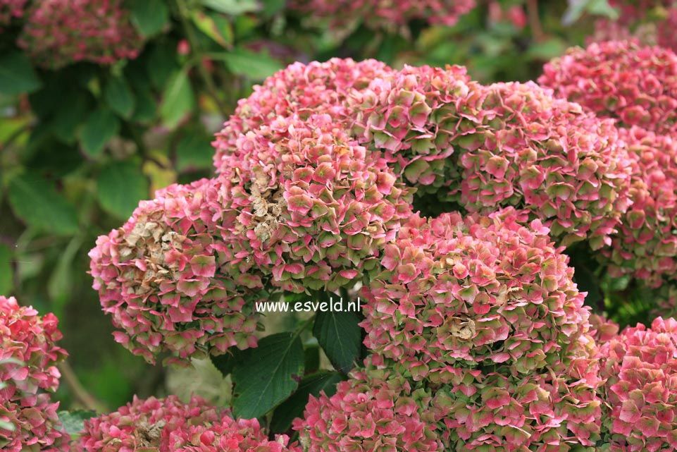 Hydrangea macrophylla 'Homigo' (HOVARIA)