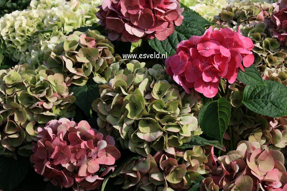 Hydrangea macrophylla 'Horo' (MAGICAL ROBIN)