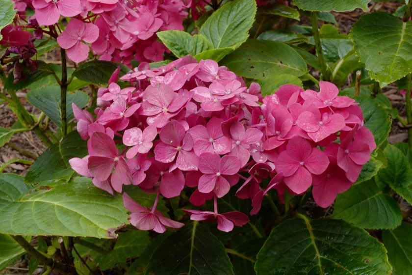 Hydrangea macrophylla 'Hortmahar' (MAGICAL HARMONY)