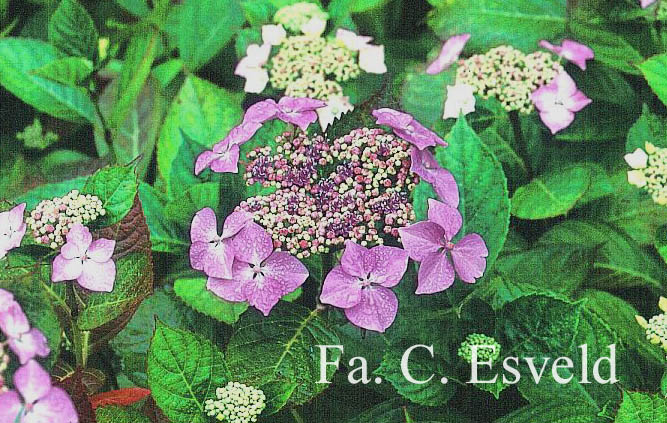 Hydrangea macrophylla 'Hortulanus H. Witte'