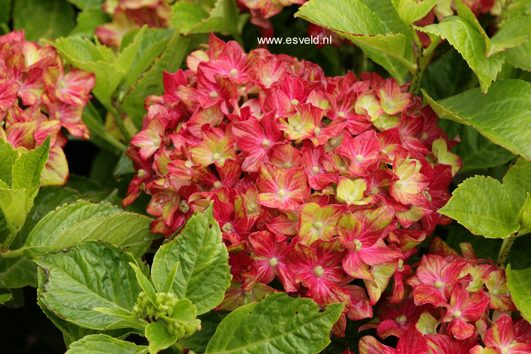 Hydrangea macrophylla 'Horwack' (SCHLOSS WACKERBARTH SAXON)