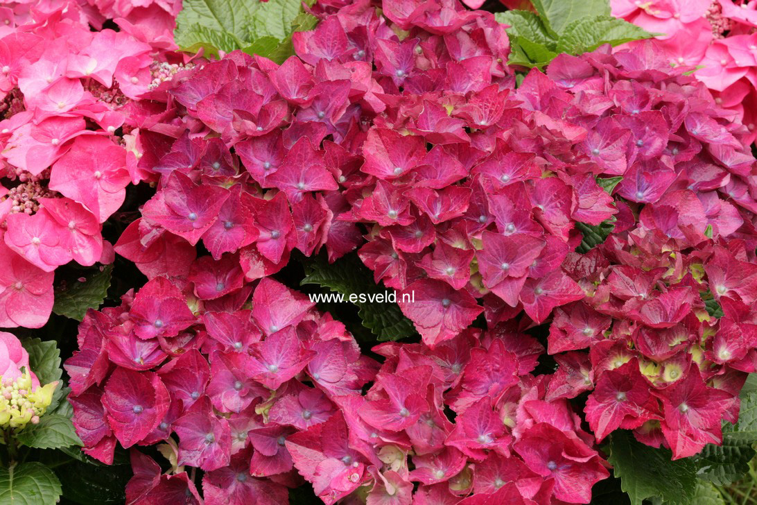 Hydrangea macrophylla 'Hot Red'