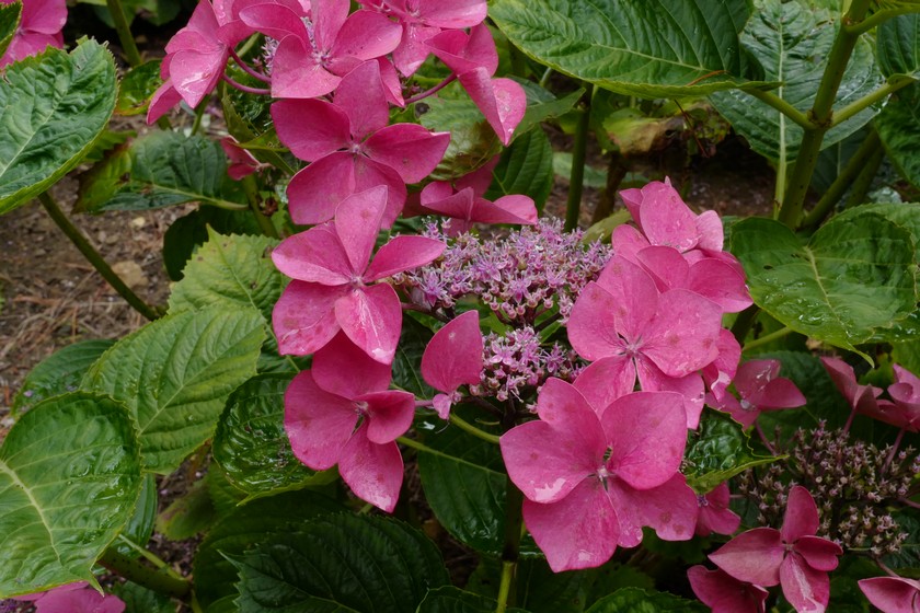 Hydrangea macrophylla 'Kardinal'