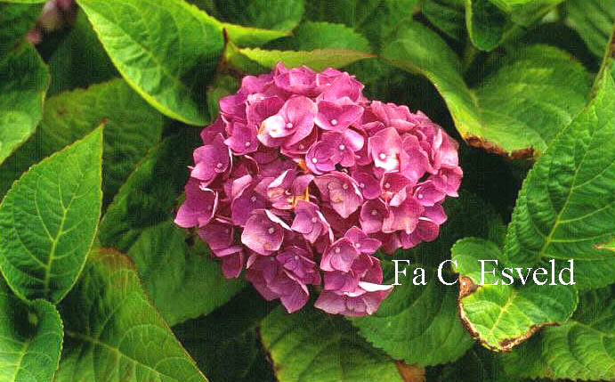 Hydrangea macrophylla 'Kluis Superba'