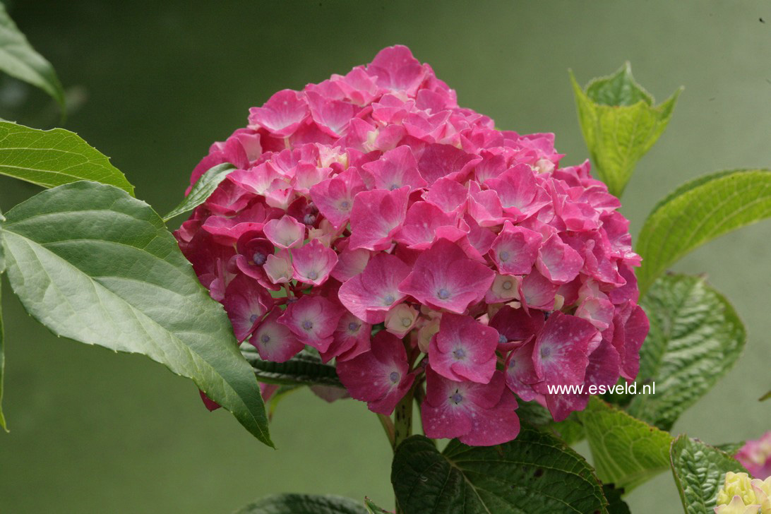Hydrangea macrophylla 'Kolmasa' (MAGICAL SAPPHIRE)