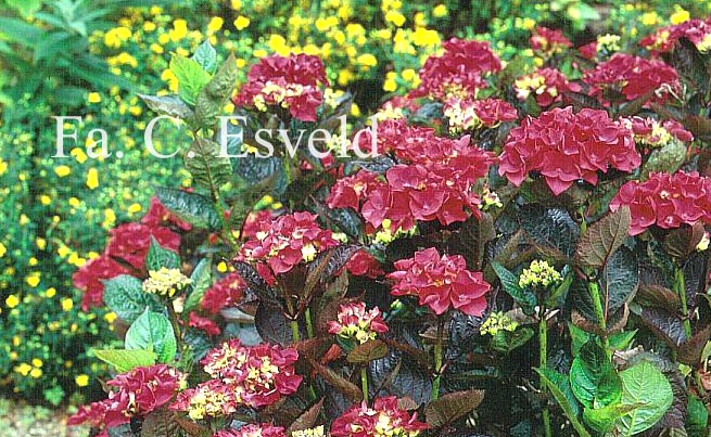 Hydrangea macrophylla 'Merveille Sanguine'