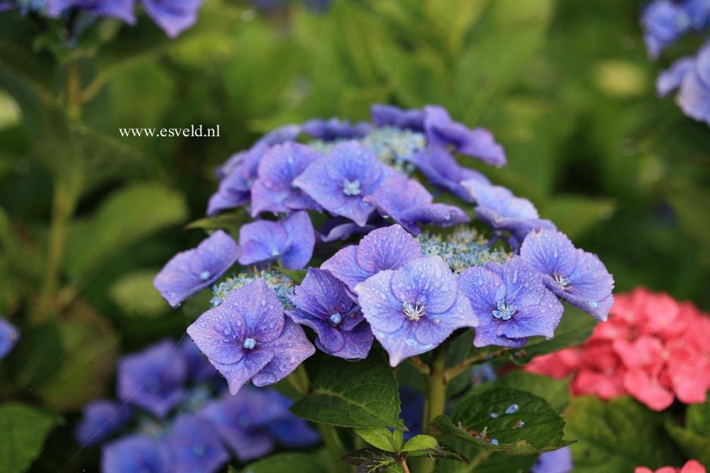 Hydrangea macrophylla 'Nachtigall'