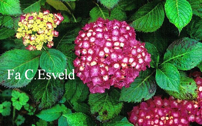 Hydrangea macrophylla 'Paris'