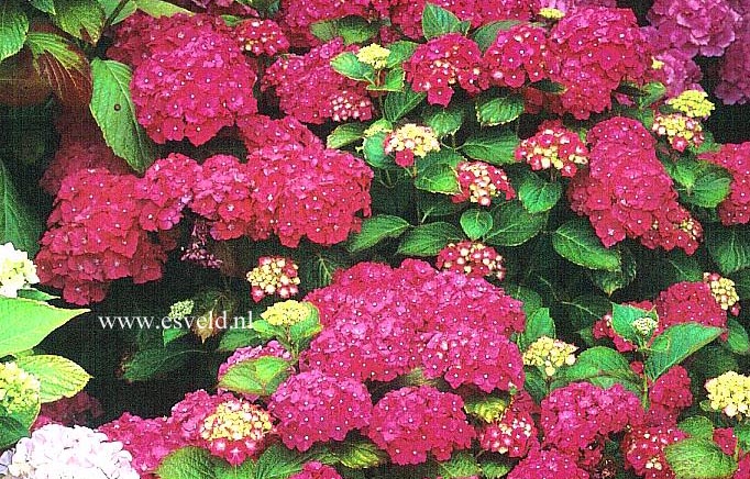 Hydrangea macrophylla 'Parzifal'