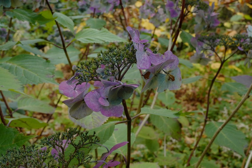 Hydrangea macrophylla 'Phiim' (TWIST-N-SHOUT)