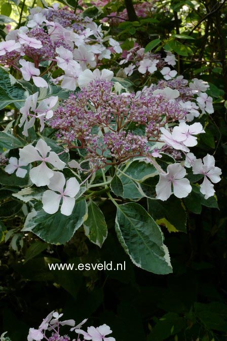 Hydrangea macrophylla 'Quadricolor'