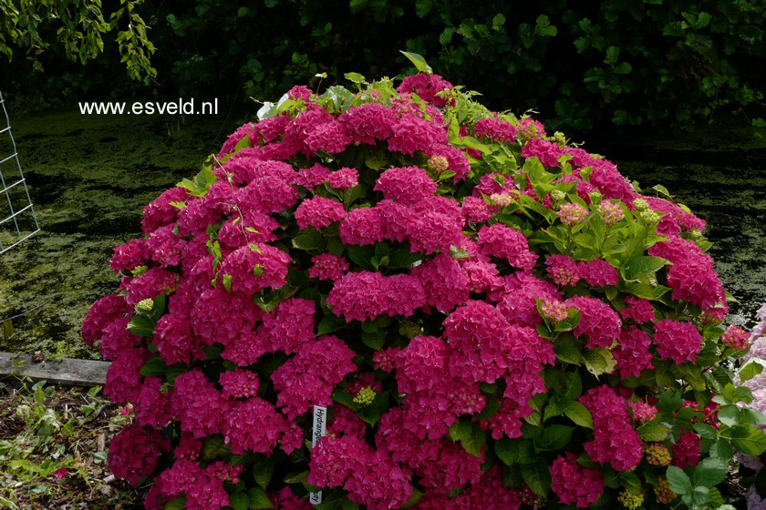 Hydrangea macrophylla 'Red Beauty'
