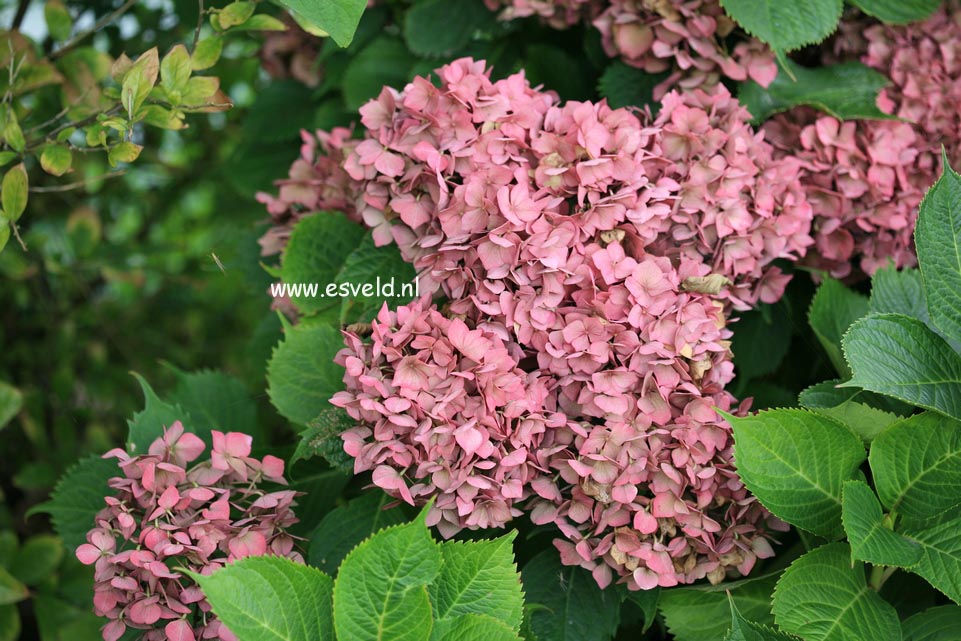 Hydrangea macrophylla 'Rheinland'
