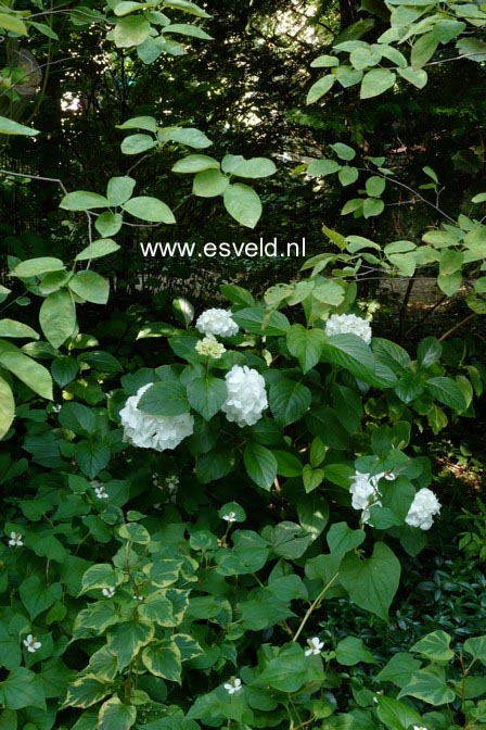 Hydrangea macrophylla 'Schneeball'