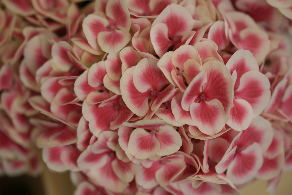 Hydrangea macrophylla 'Sensation 75' (syn. 'Harlequin')