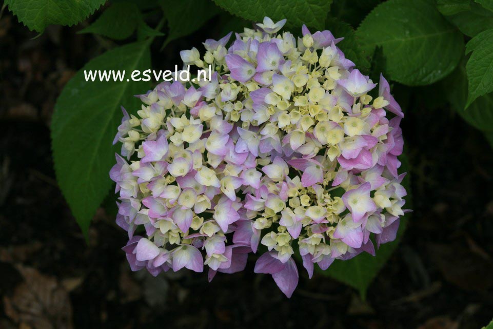 Hydrangea macrophylla 'Shin-ozaki'