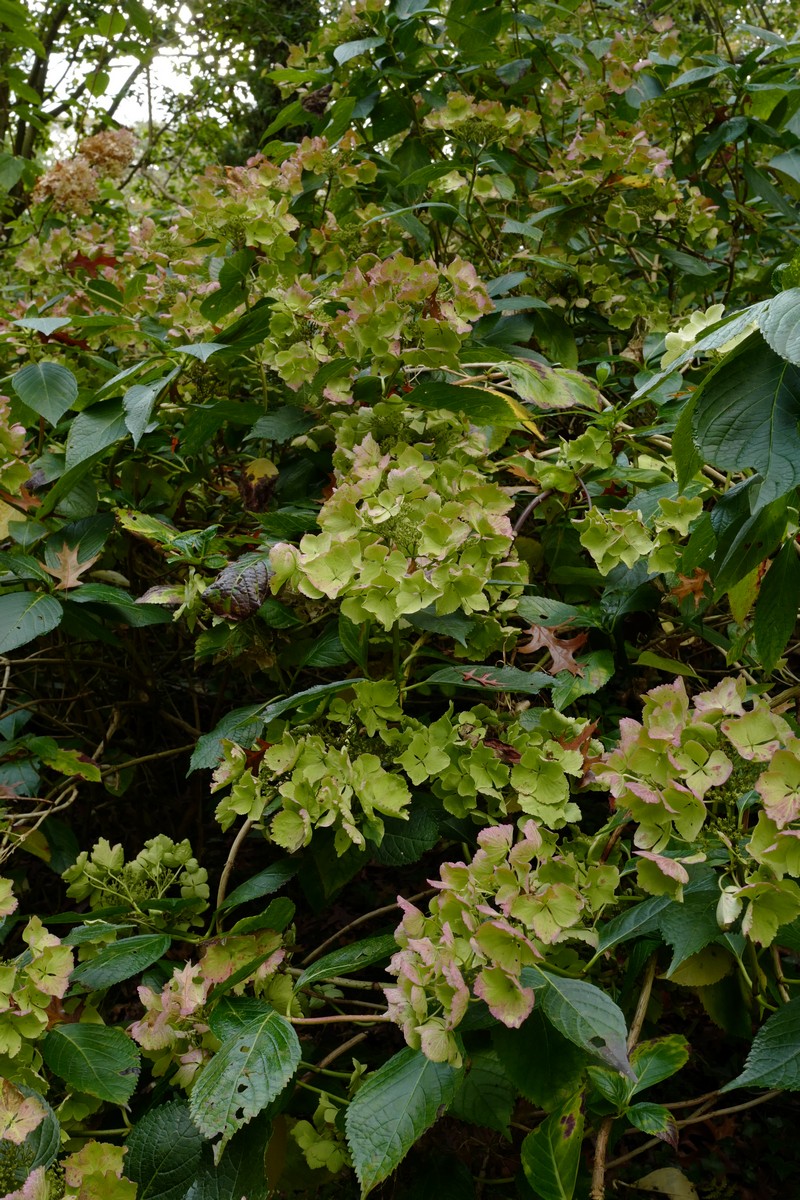 Hydrangea macrophylla 'Stourton Lace'