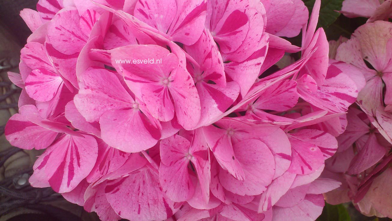 Hydrangea macrophylla 'Sweet Fantasy' (HOVARIA)