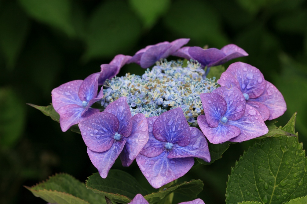 Hydrangea macrophylla 'Taube'
