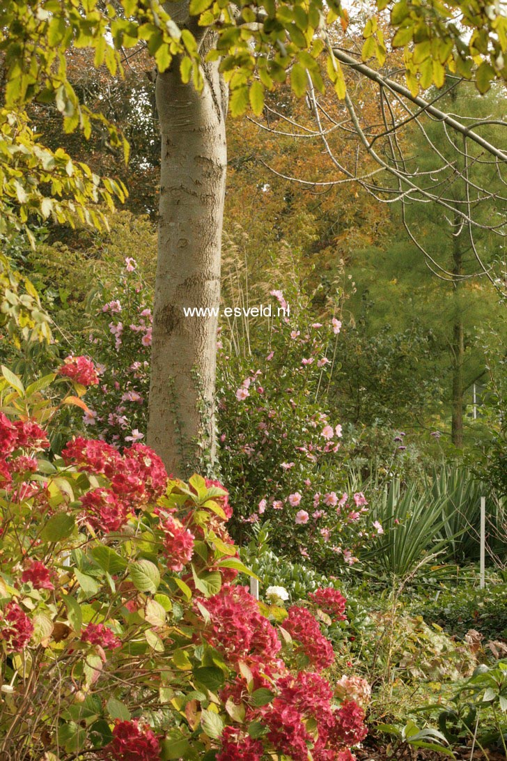 Hydrangea macrophylla 'The Bride' (ENDLESS SUMMER)