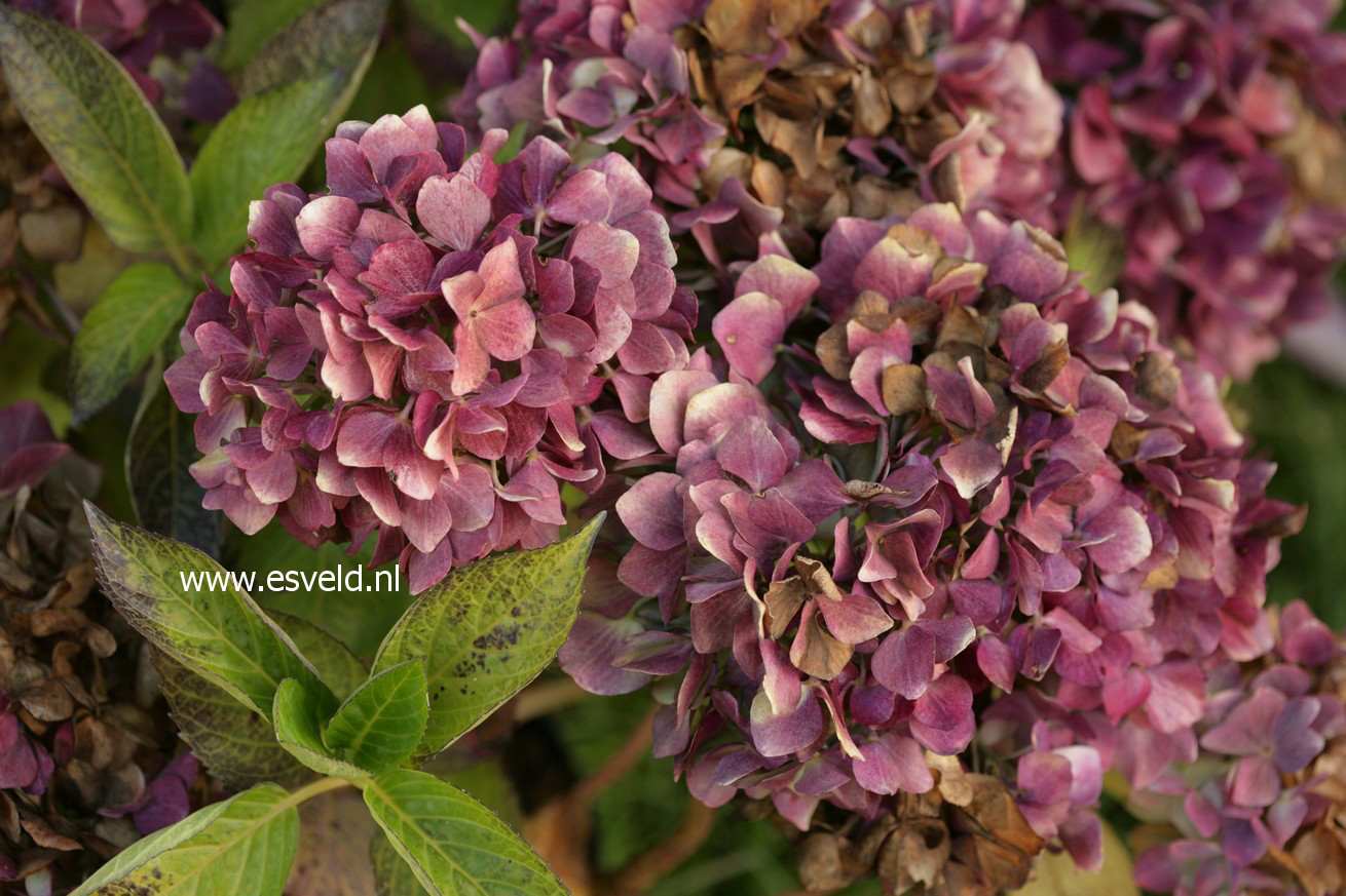 Hydrangea macrophylla 'Violetta'