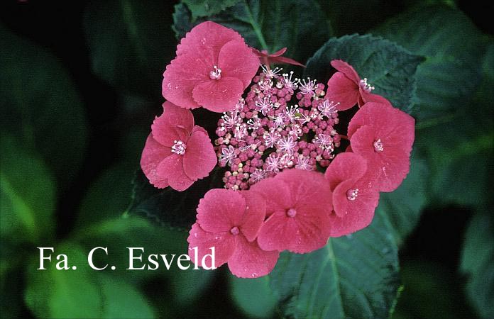Hydrangea macrophylla 'Zaunkoenig'