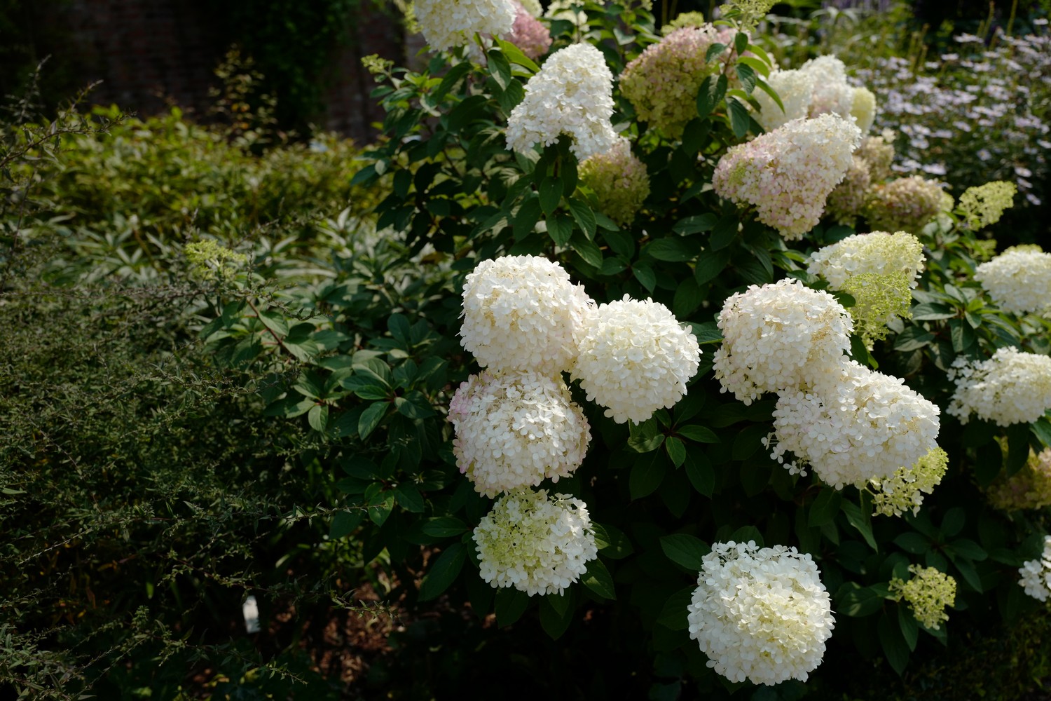 Hydrangea paniculata 'Bobo'