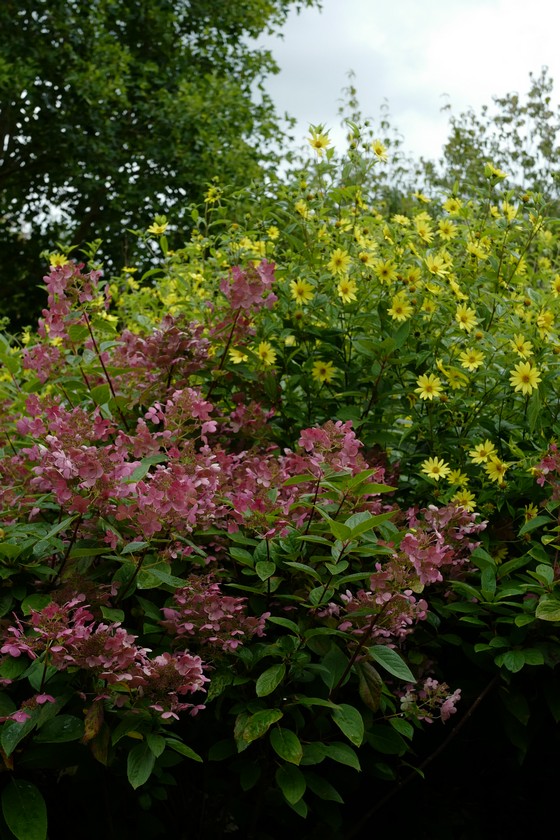 Hydrangea paniculata 'Bulk' (EARLY SENSATION)
